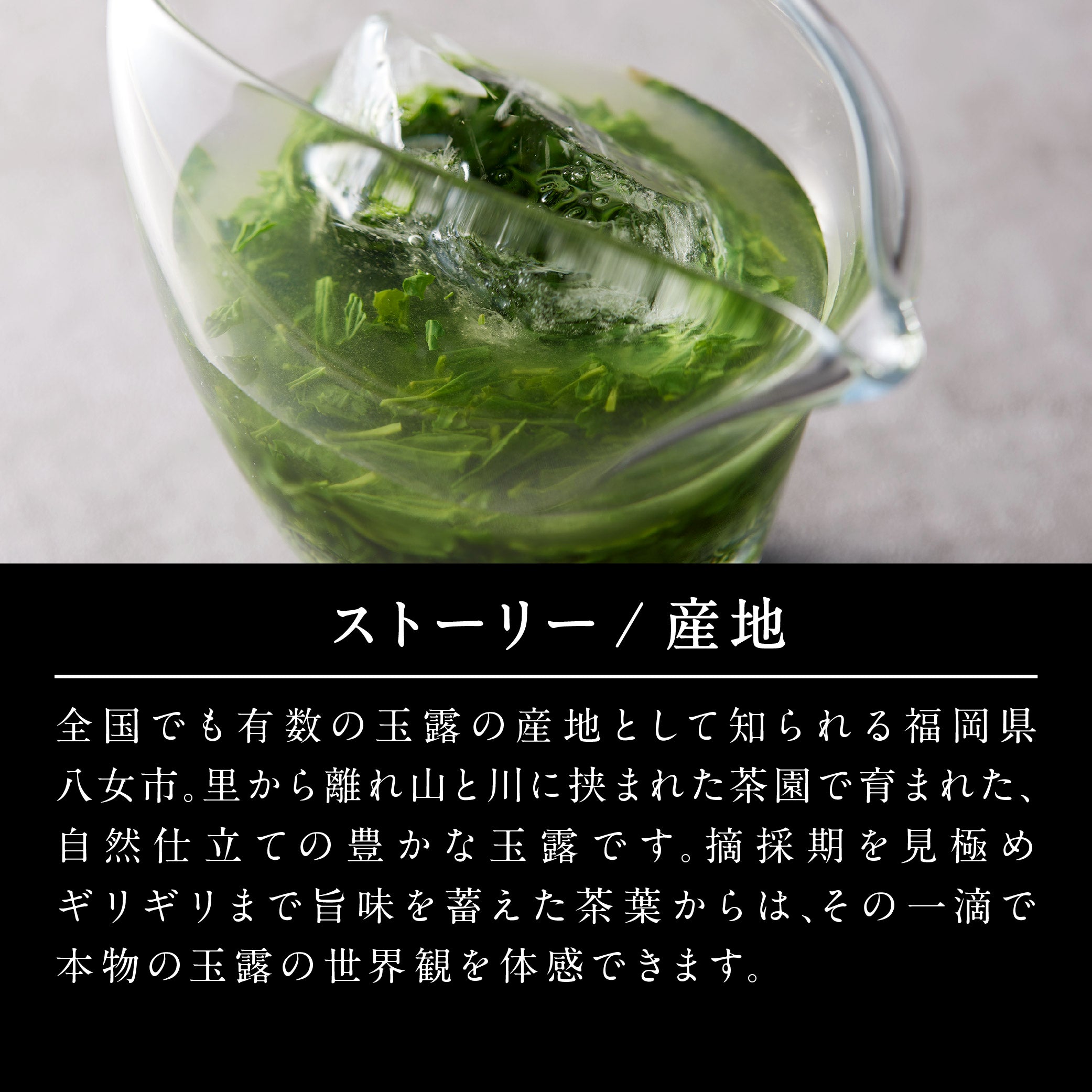 THE JEWELS OF TEA】令和六年 全国茶品評会 農林水産大臣賞 受賞 玉露