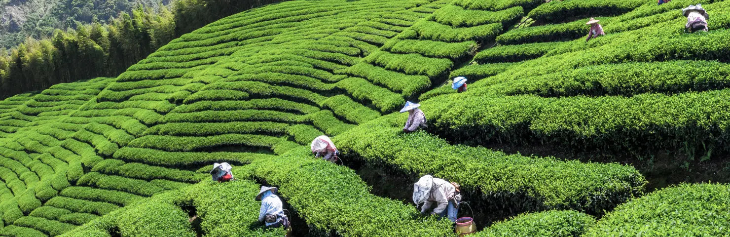 台湾茶について